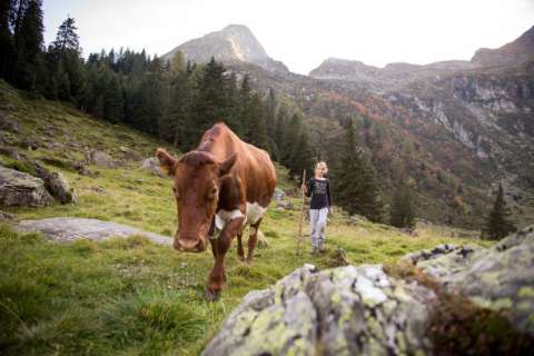 Mucca al pascolo