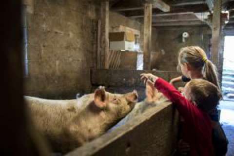 Schweine im Stall