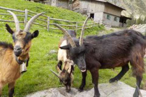 Ziegen bei der Bockerhütte