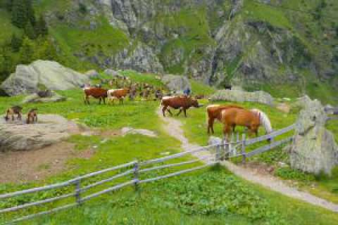 Cavalli nella valle di Sopranes