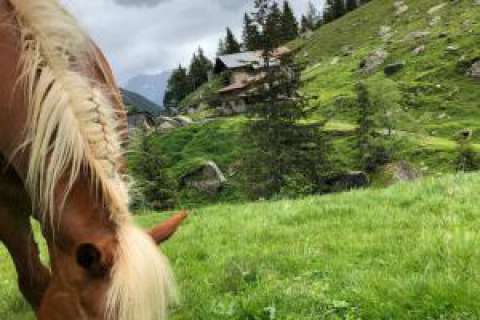 Cavallo avelignese al rifugio Bocker