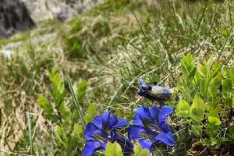 Genziana, fiori alpini