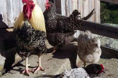 Gallo e galline