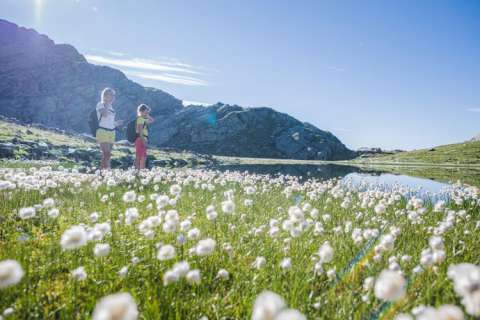 Blumenwiese bei den Spronser Seen