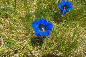 Enzian im Naturpark Texelgruppe