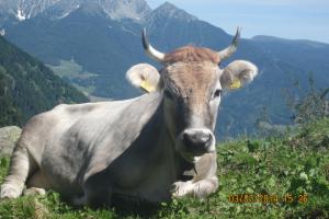 Mucca nella valle di Sopranes