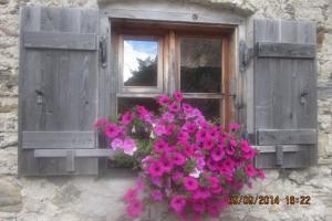 Blumen an der Bockerhütte