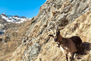 Bergziege im Spronser Tal