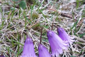 Alpenblumen im Naturpark Texelgruppe