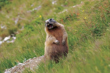 Murmeltier im Naturpark Texelgruppe