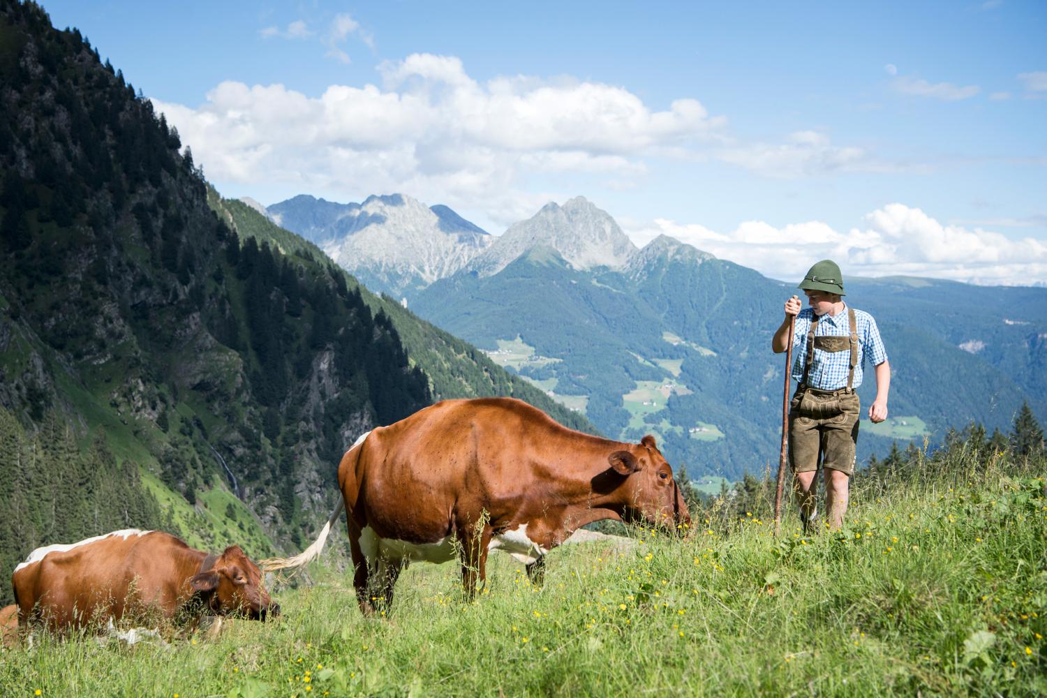 Kühe auf der Alm