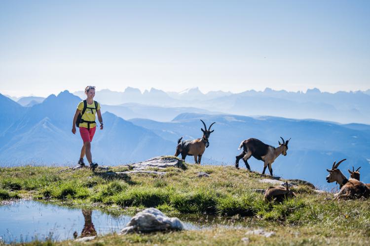 Capre di montagna