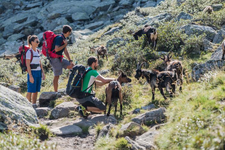 Escursionisti con le capre di montagna